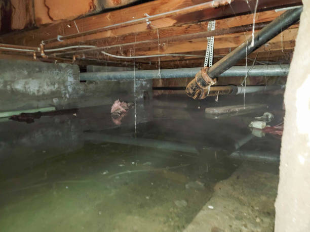 Best Mold removal after water damage  in Sto Brook, NY