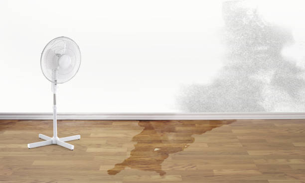 Best Mold removal after water damage  in Sto Brook, NY